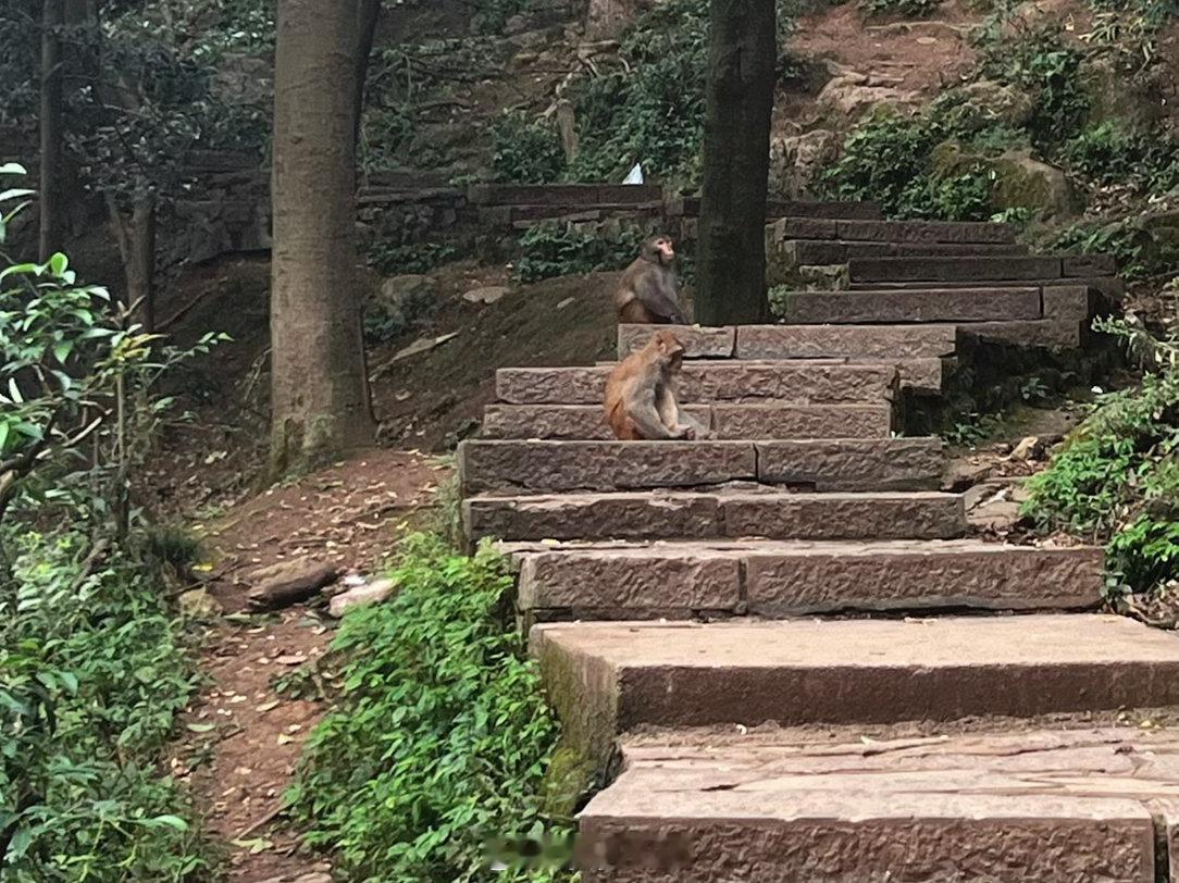 2026.8.28 📍贵阳·黔灵山公园一进公园就有"猴出没"的警示牌，结果来得
