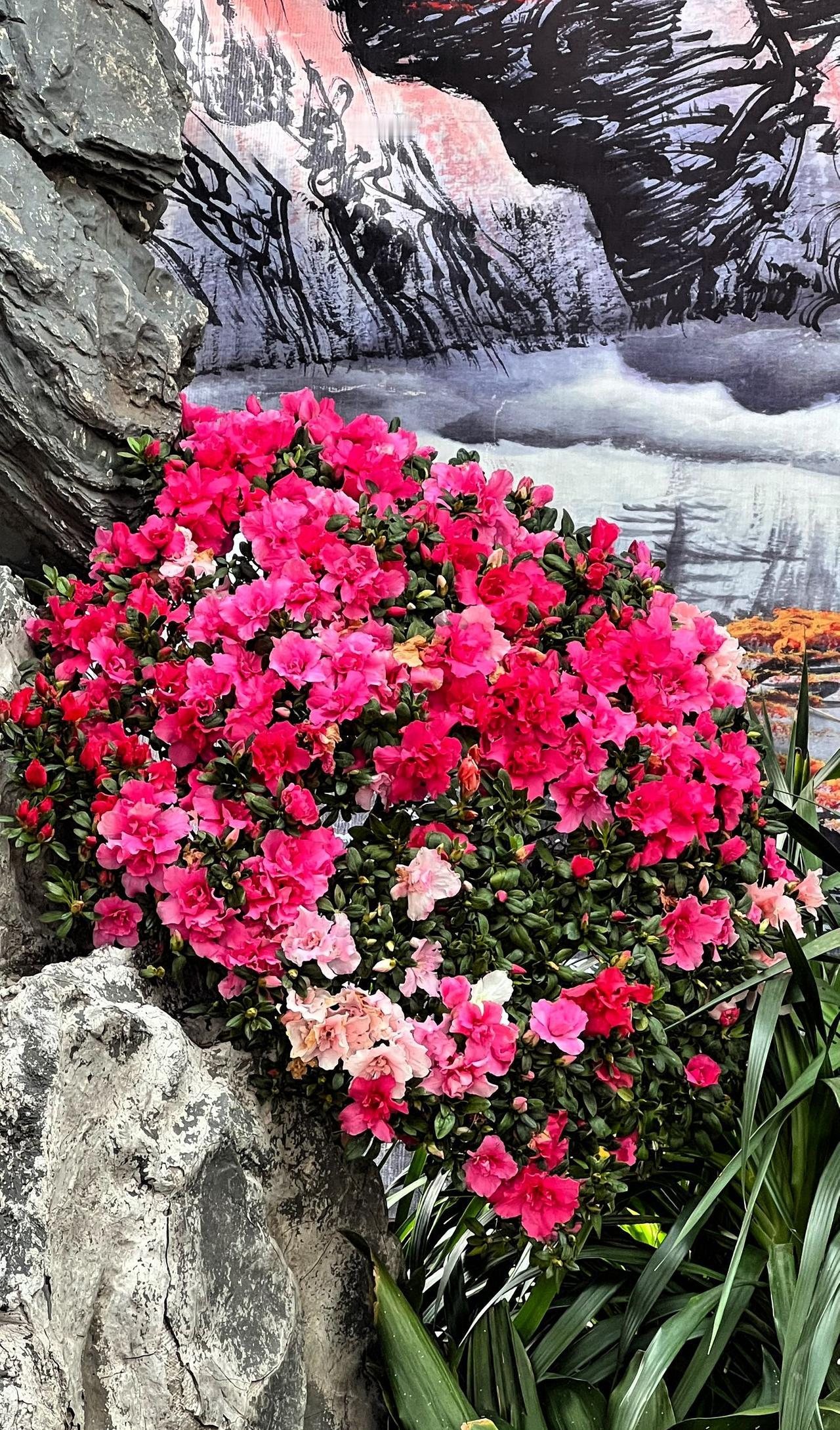 【原创】北京中山公园唐花坞温室花海，熠熠生辉的山水画，自然景观与绘画艺术的完美融