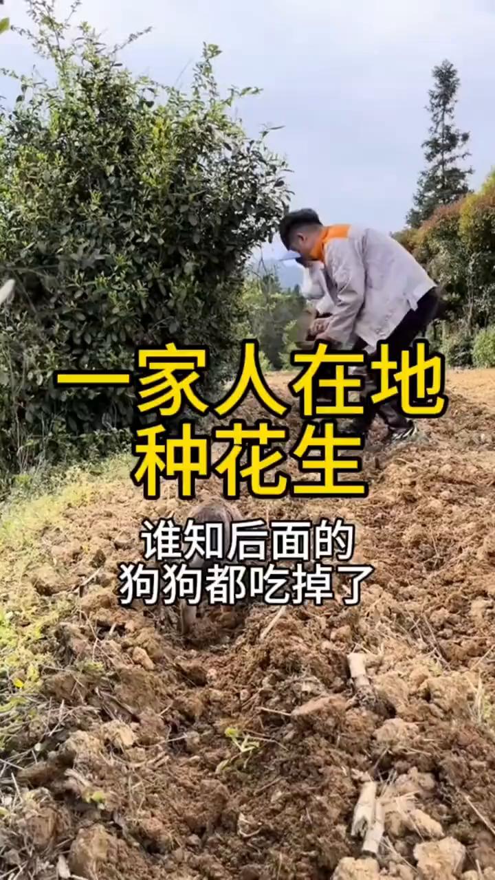 一家人在地里种花生，谁知后面的狗狗都吃掉了。
一家人正在种花生，谁知后面的狗狗却