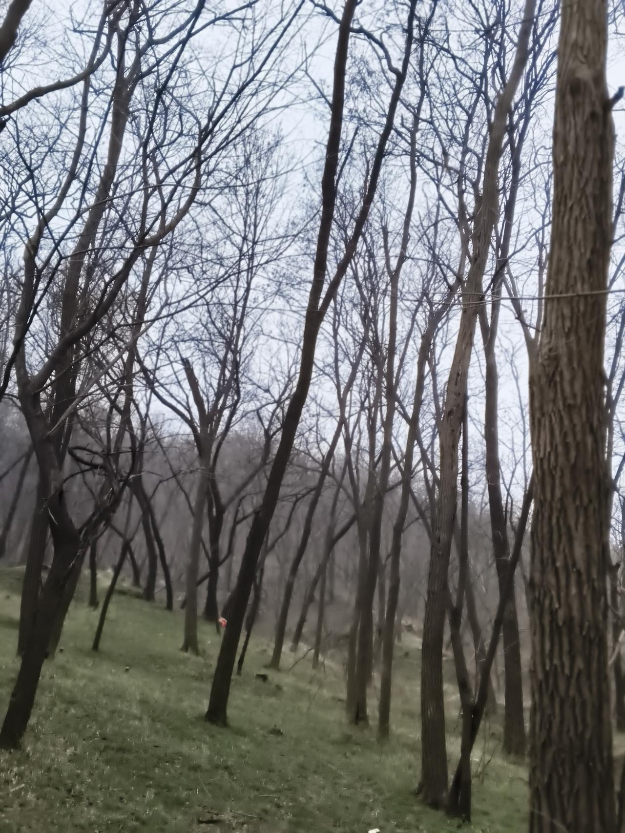 集卡领红包这是当时造林的时候种的比较密。树长得非常高。一有阴雨天气刮大风的情况下