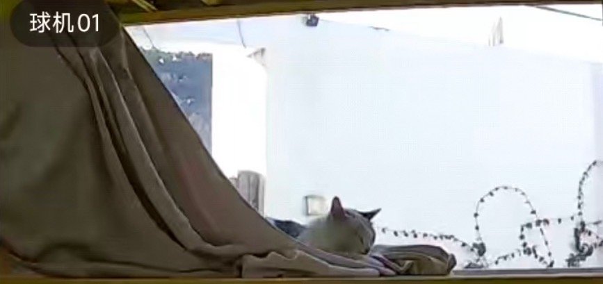 就算外出一会，也要时时观察三彩的状态。和大家说一声，三彩确实怀孕了。我得给她准备