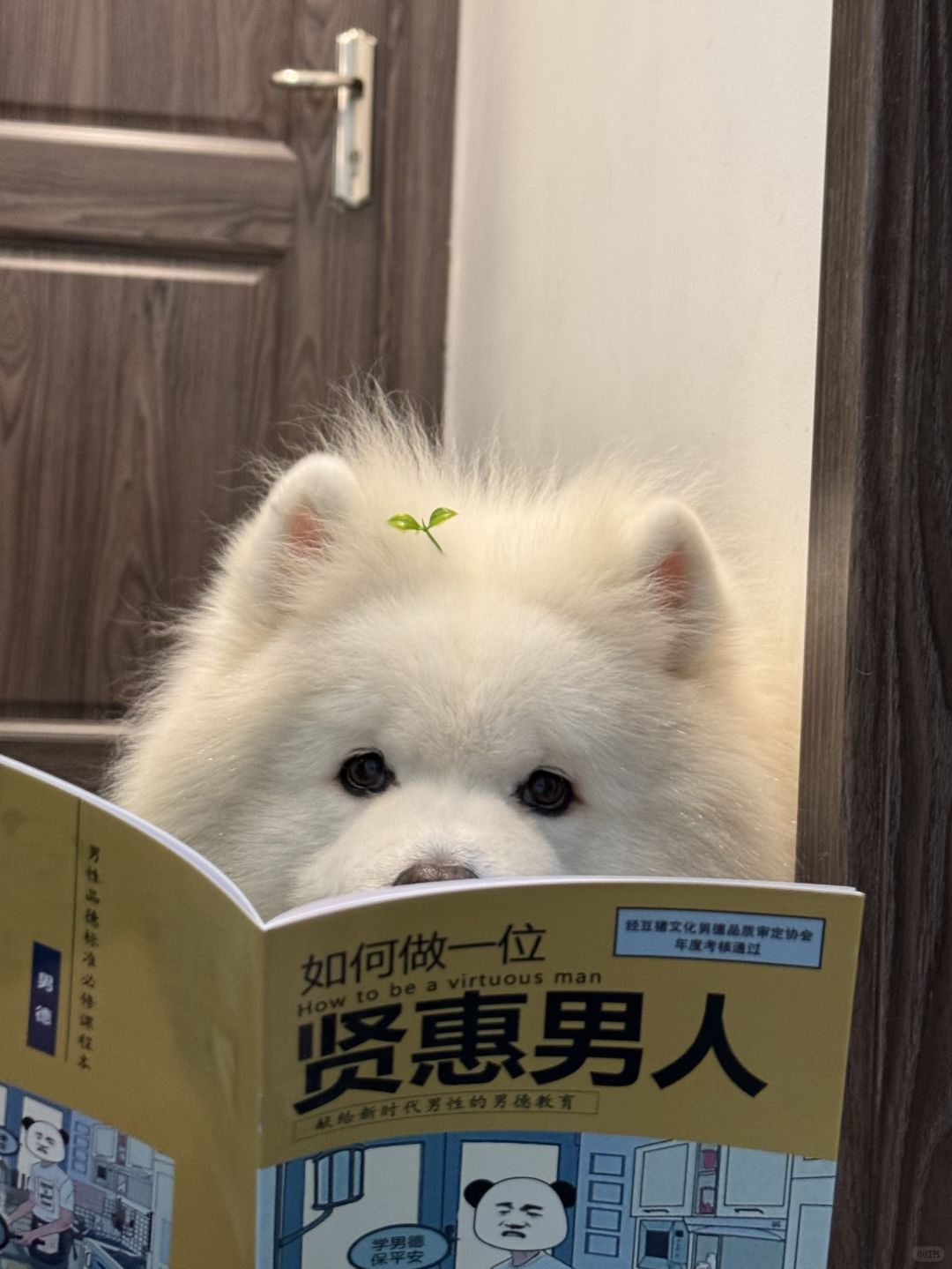 萨摩耶：偷偷努力！惊艳所有小狗 