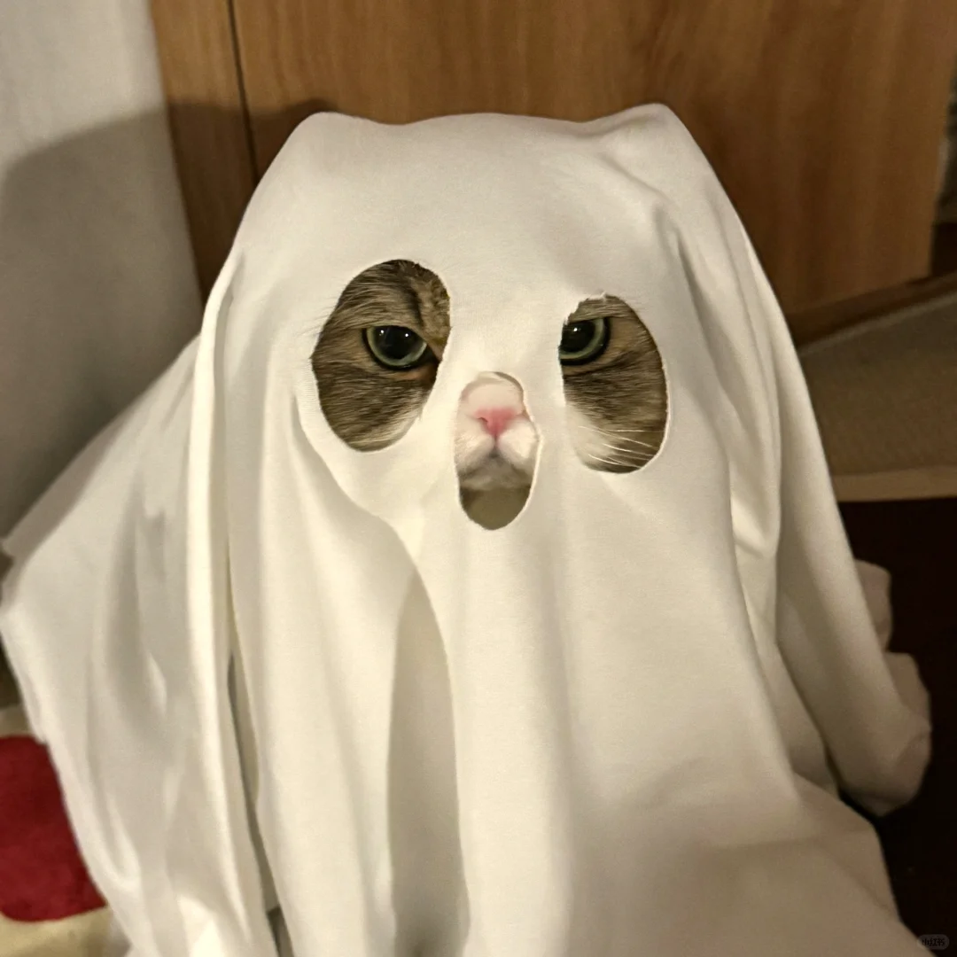 猫猫鬼 吓不鼠你！👻