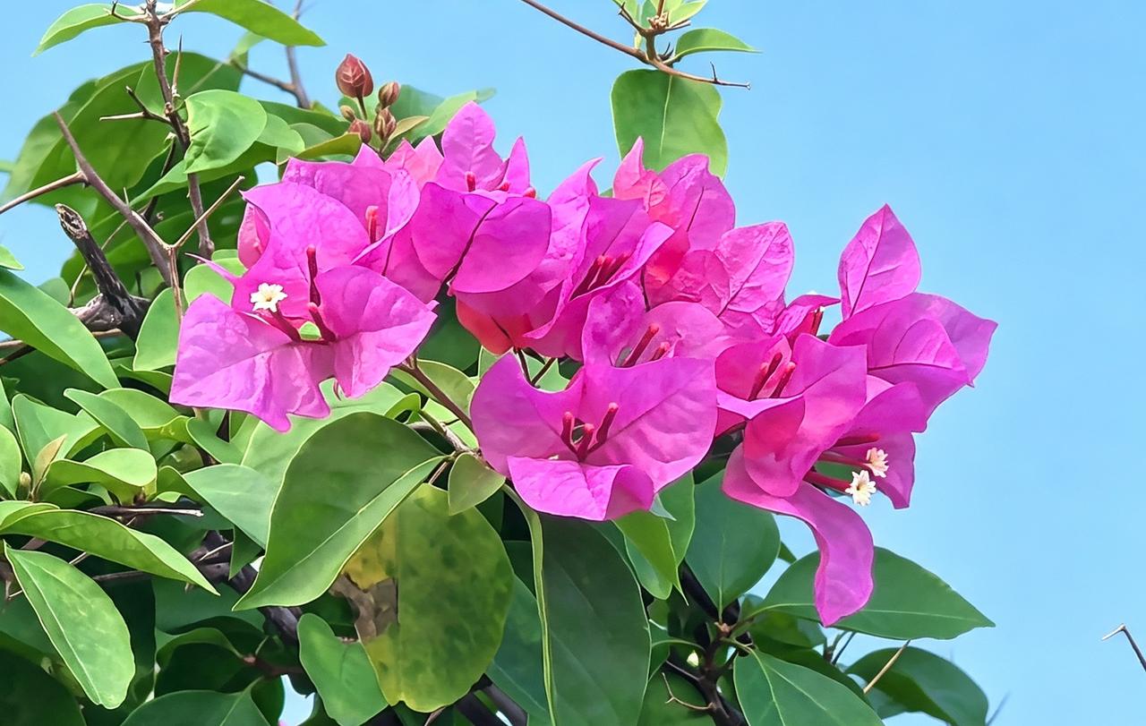 粉嫩的花朵绽放在蓝天下，生机勃勃！🌸🌞