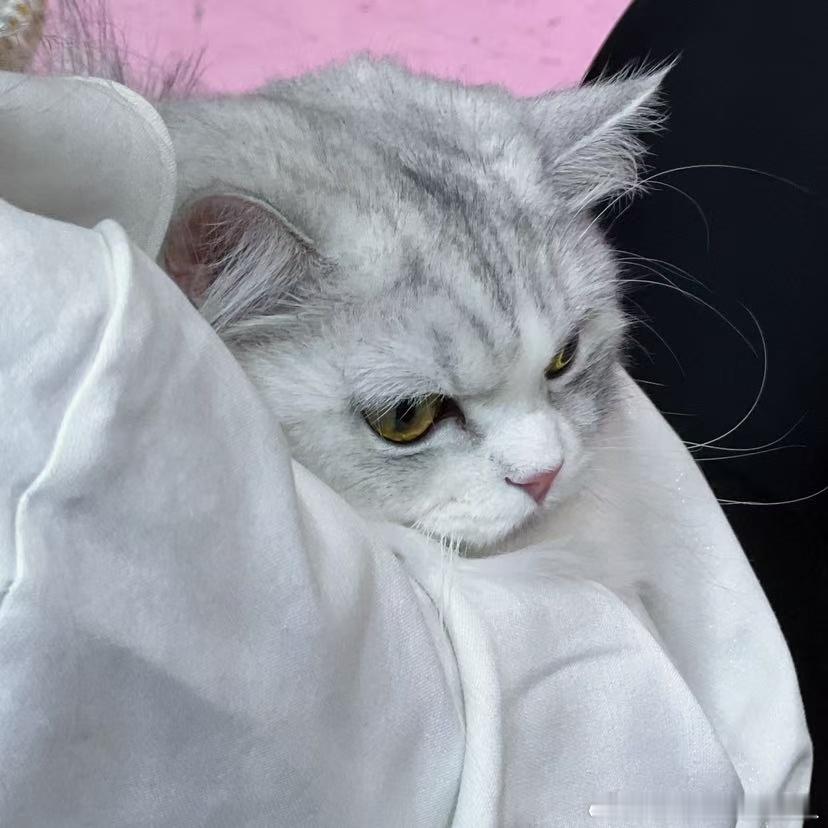 不丢可爱小丢被抱抱😺 