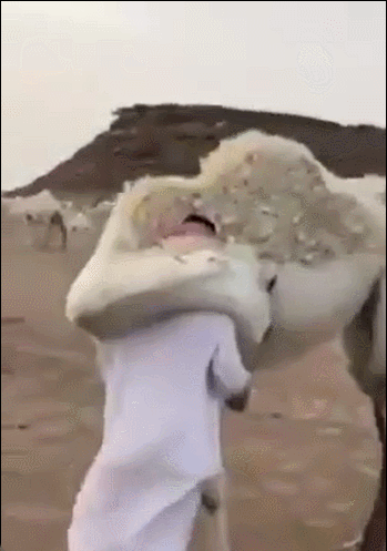 骆驼紧紧抱住主人 ​​​