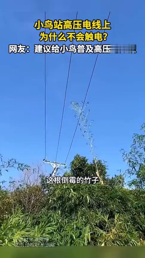 小鸟站高压电线上为什么不会触电？
这根倒霉的竹子一碰到高压线瞬间就被烧断，而后面