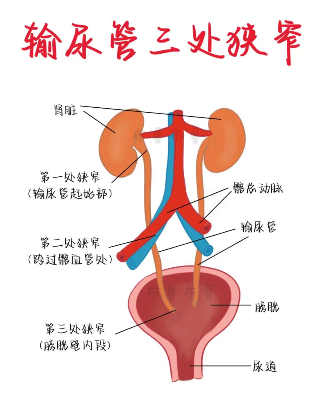 医学生笔记——输尿管的三处狭窄