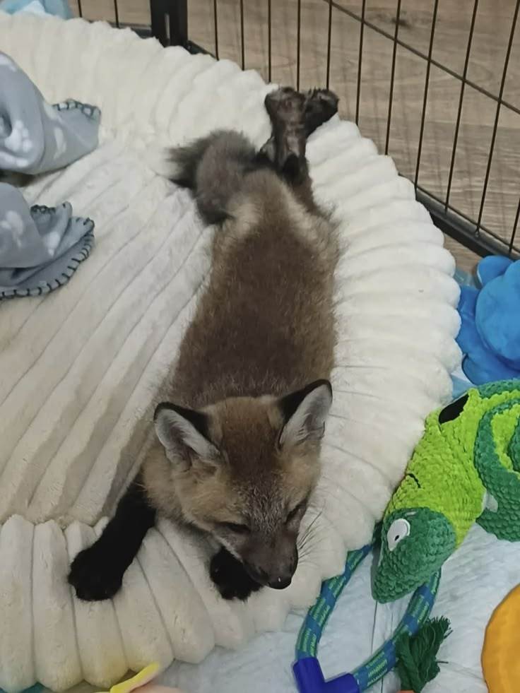 狐狸 叉着腿躺着via：TheFoxLife 