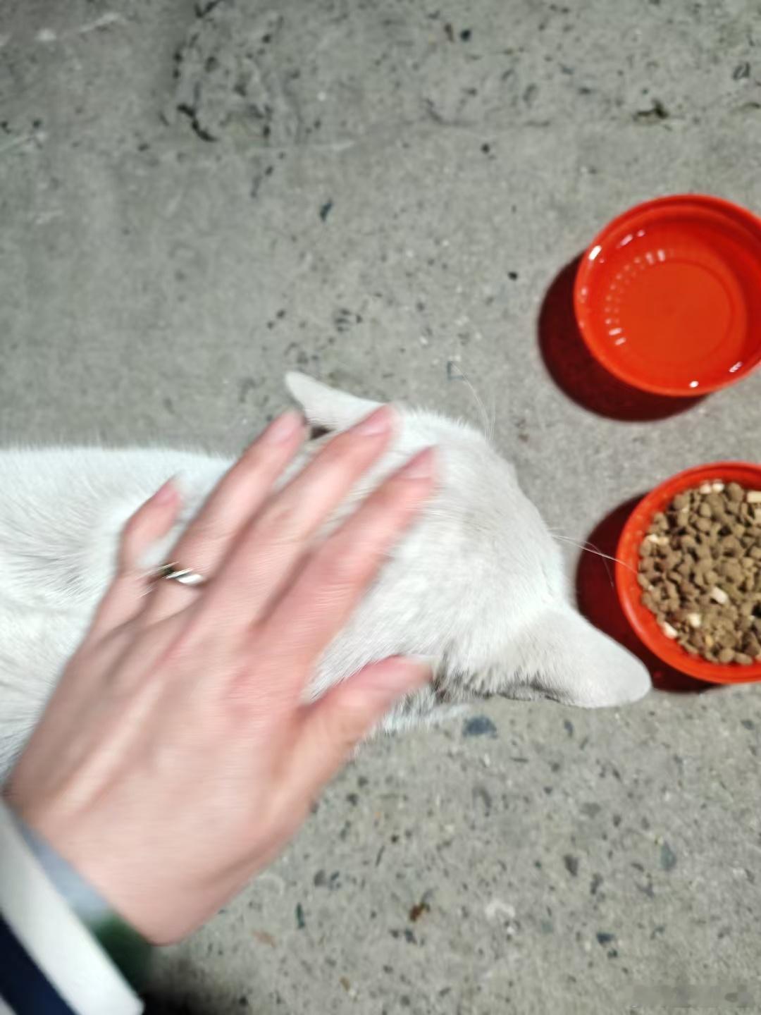 胖毛楼下救助大白猫一头。我妞说无所谓请随意。 