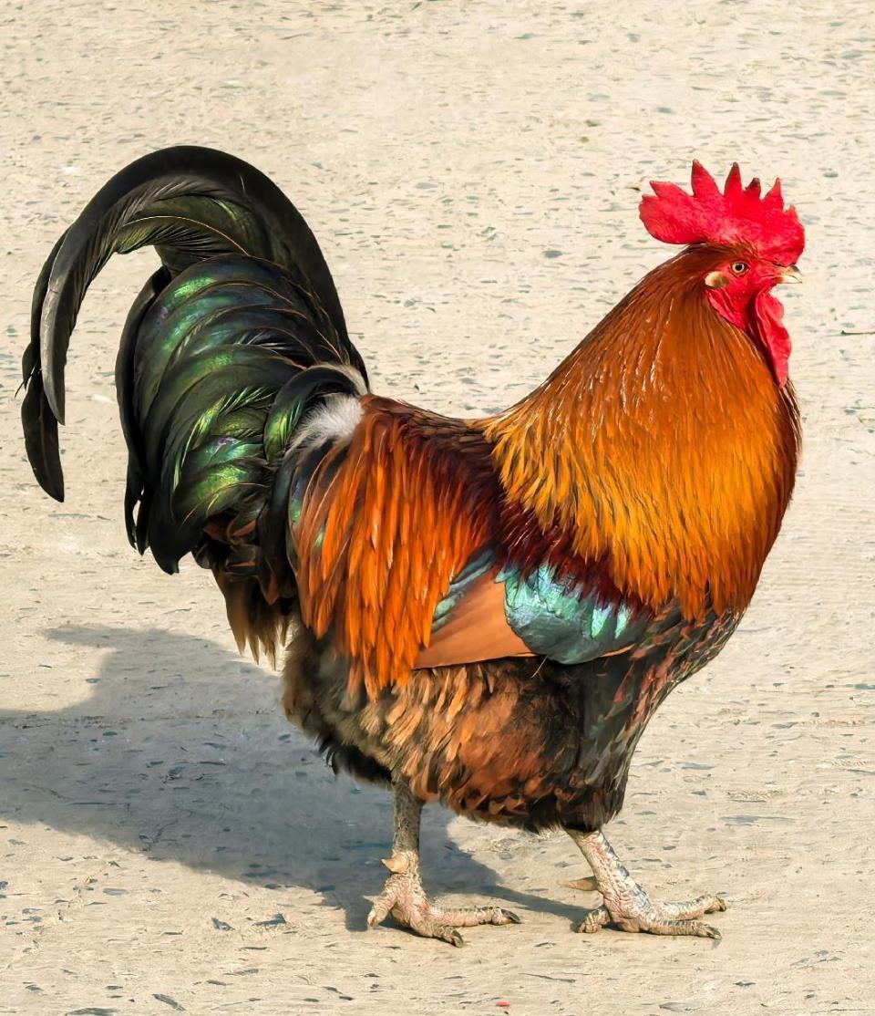 什么叫“一物降一物”？鸡，再明显不过了。大公鸡被称为“纯阳之体”，什么蜈蚣、蝎子