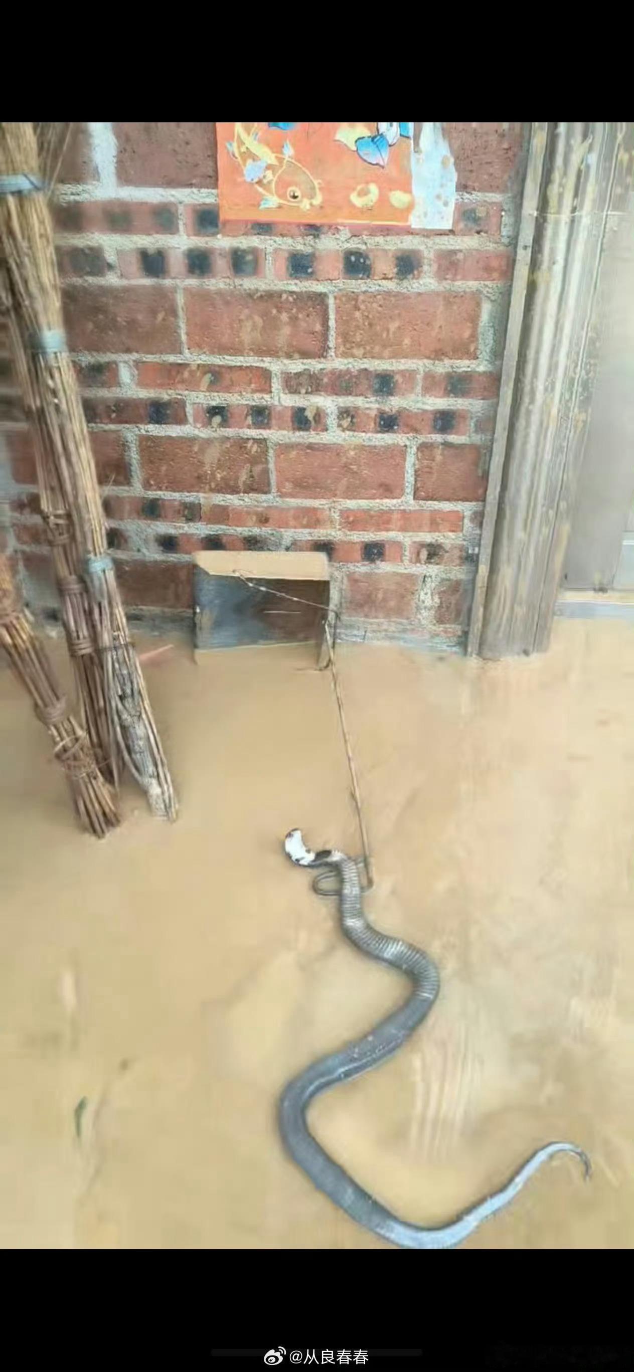 洪水致养蛇场蛇逃出有眼镜蛇【广西洪水冲毁养蛇场，多条毒蛇出逃，已有村民遭蛇咬伤，
