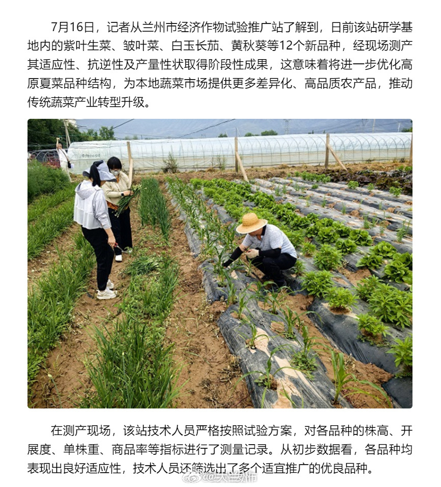 兰州高原夏菜添新品 【12个蔬菜新品种助力兰州传统蔬菜产业转型升级】7月16日，