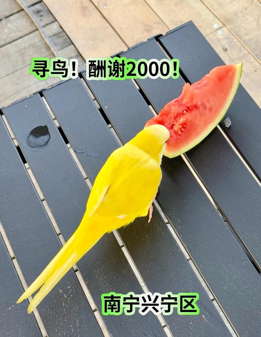 鹦鹉飞走的第二天！
昨天找了一下午都没在小区里听到叫声 今天也差不多 是飞到哪位