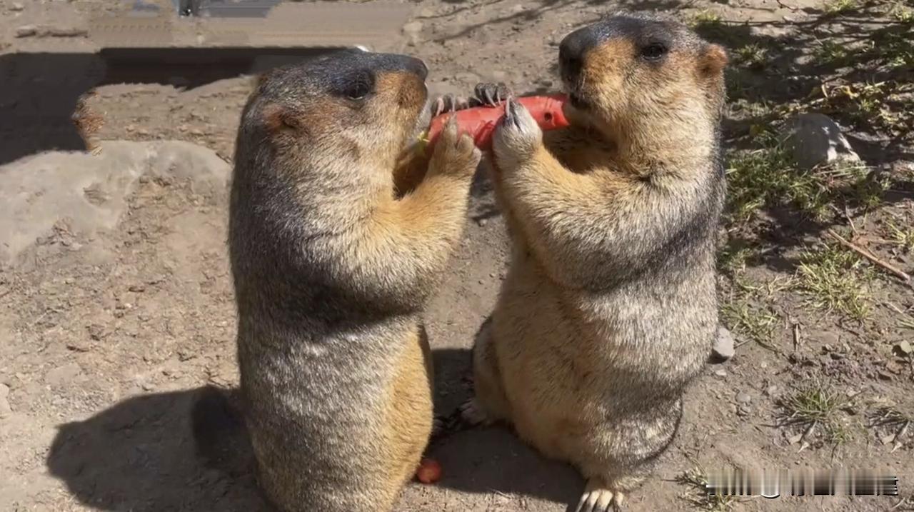 你能坚持多久不吃外卖？

看到这个话题，我先是一惊——难道我给人留下了“外卖达人