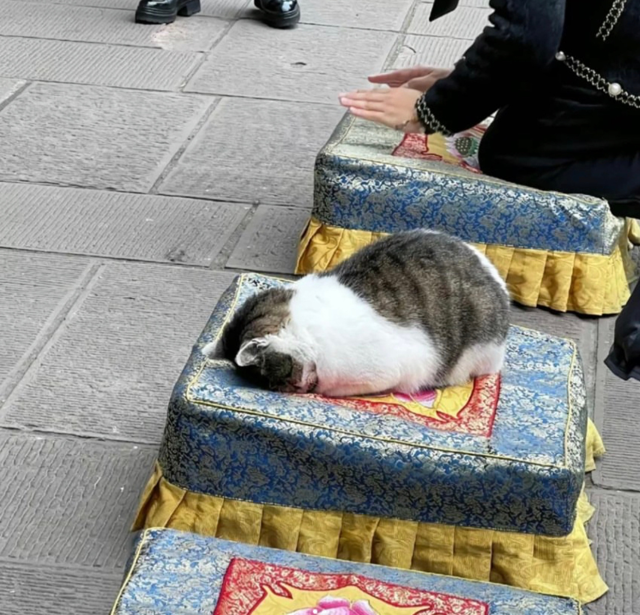 虔诚的猫#镜头下的笑容# ​​​