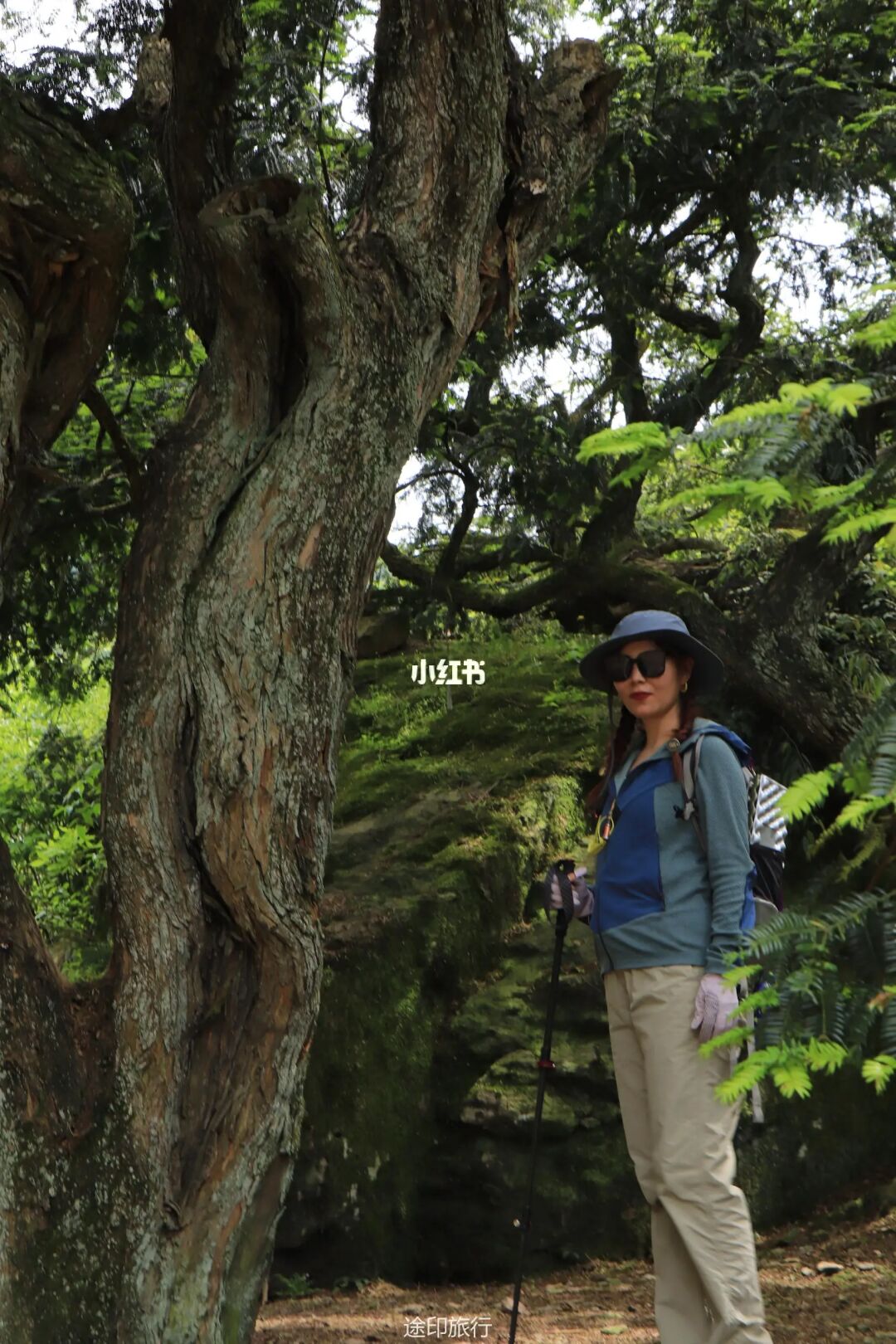 上海一日徒步走马岗—探寻童话般香榧小森林