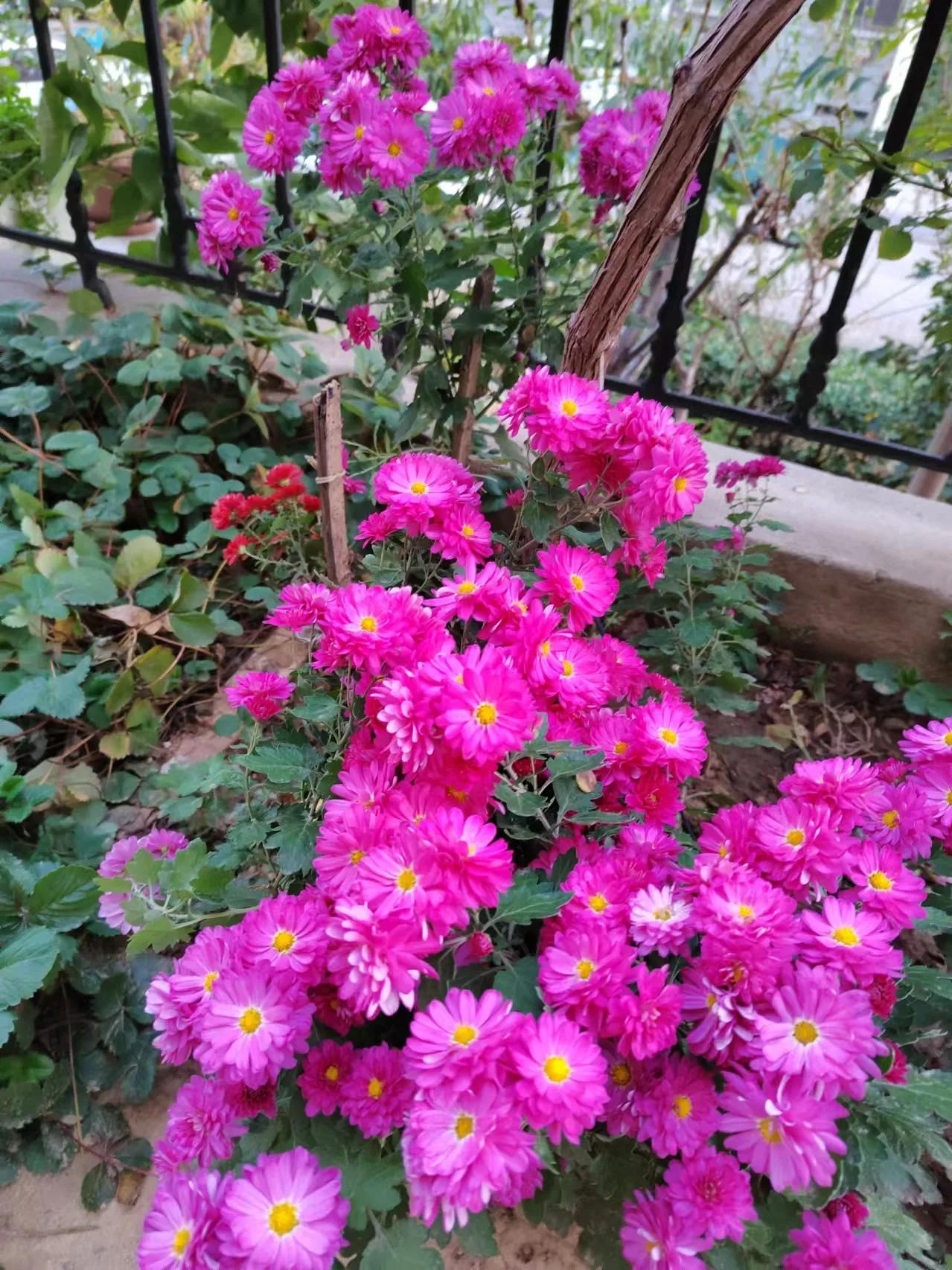 #谁有花草照片，可以晒下吗#我家门前的月季花