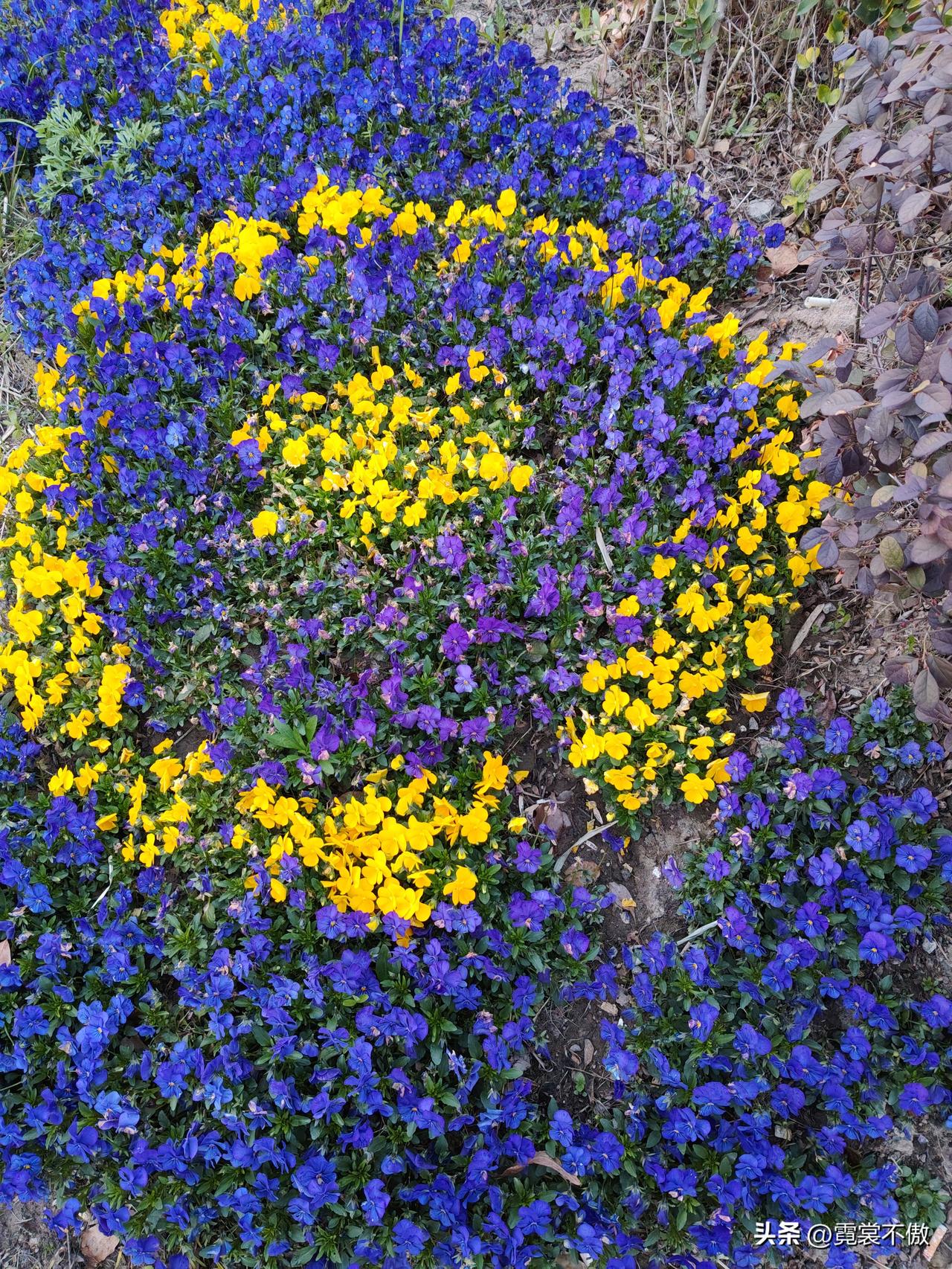 春日生活打卡季美丽可爱的园艺造型