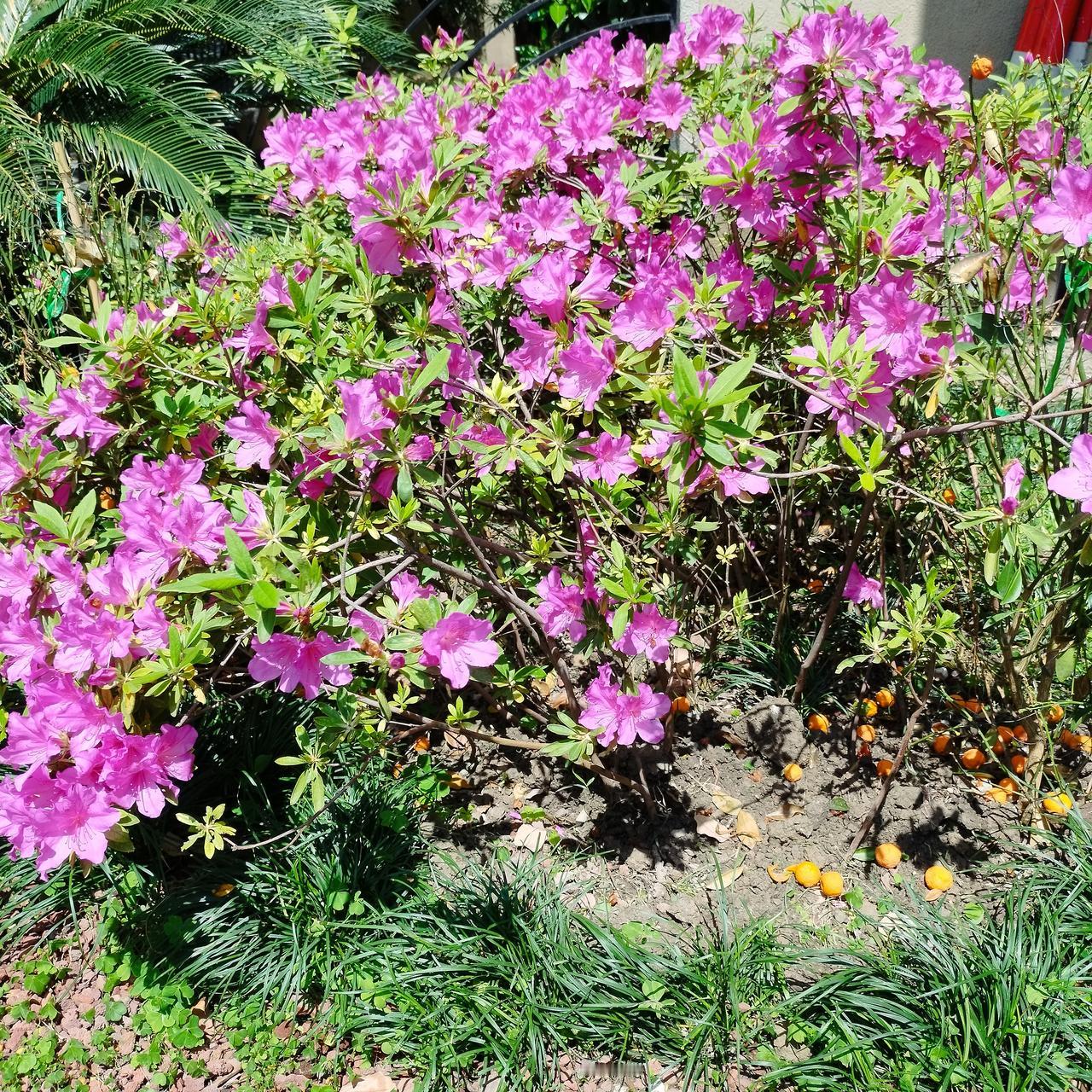 停下来 反观自身 与自然合一
【中晚期卵巢癌康复8年】
小区里的绿化工人在修剪每