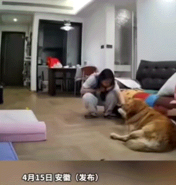 还是没忍住笑了！安徽，一女子出门遛狗回家后，突然发现狗子脚被什么刮破了，而且弄得