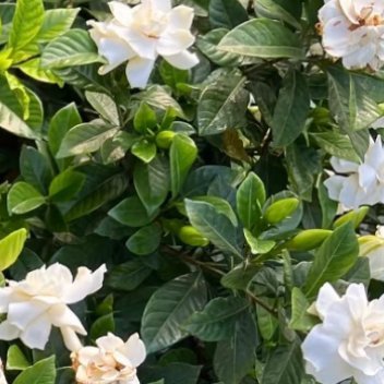 栀子花的种植方法一、光照适宜栀子花喜充足散射光，宜放置于光线明亮但无强光直射的位