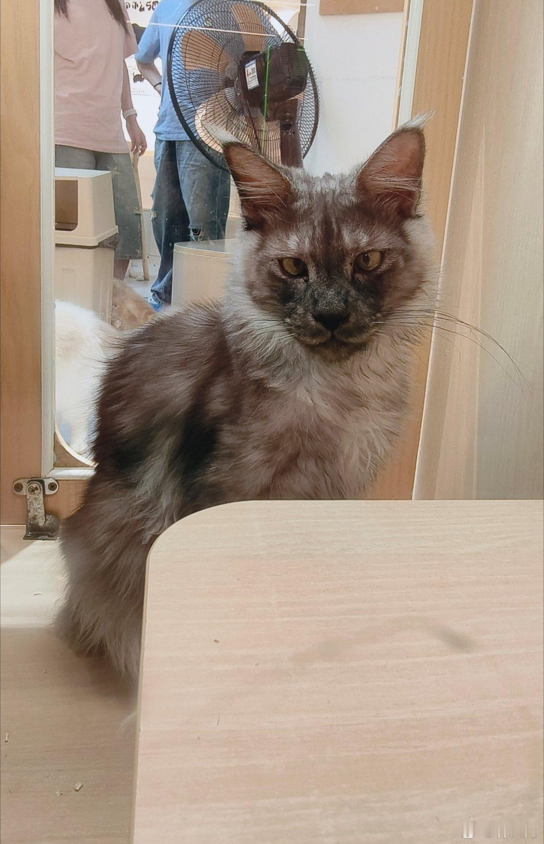 吃完饭消食又去看猫咪了，我弟说，这只猫怎么看着有点傻乎乎的？我拍了张照片，放大看