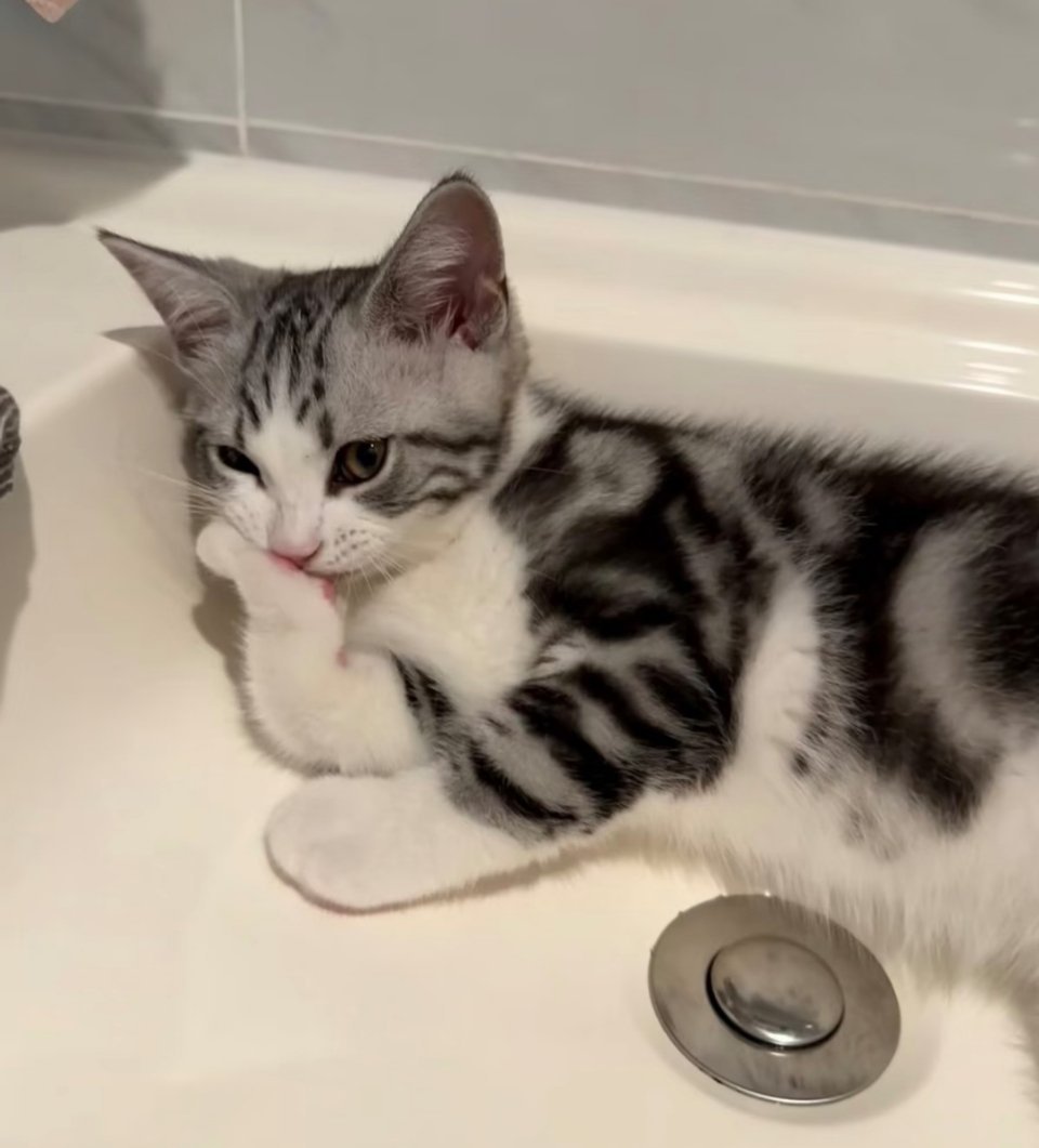 妖娆小猫 