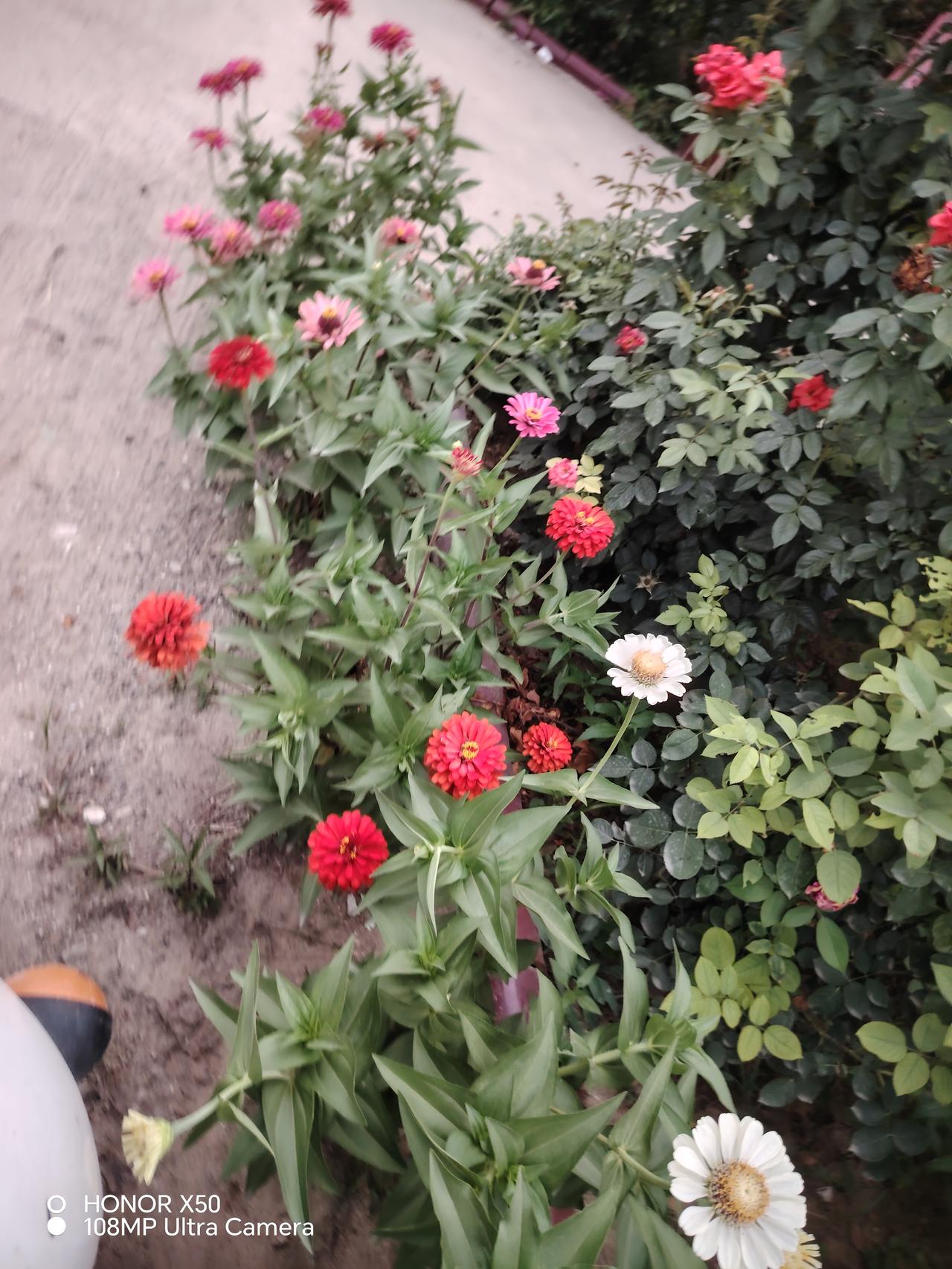 晒图笔记大赛五颜六色的节节高画面真的是太美了。