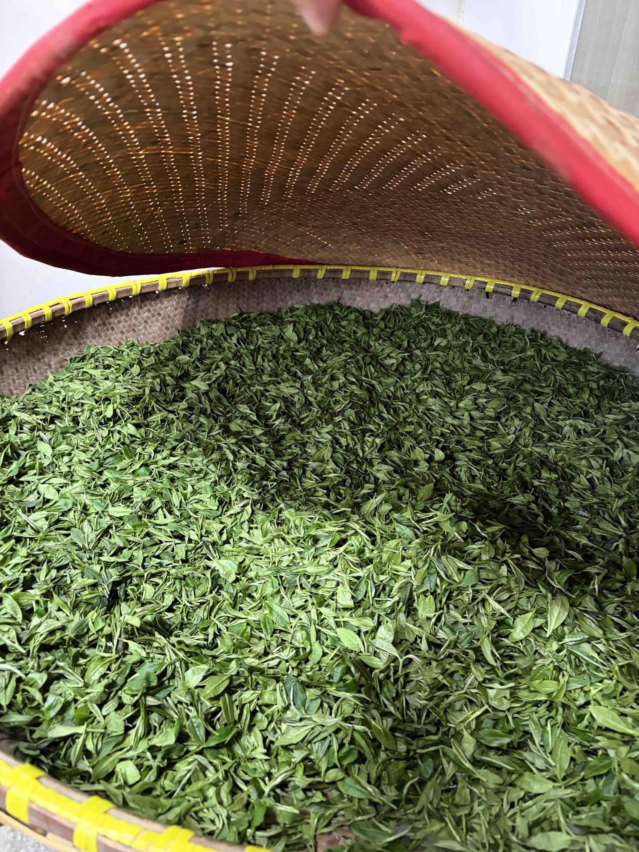 夏茶炒出来，一点不苦涩！
今天练习手工龙井的叶子，摘的挺好，我炒出来还过得去，再