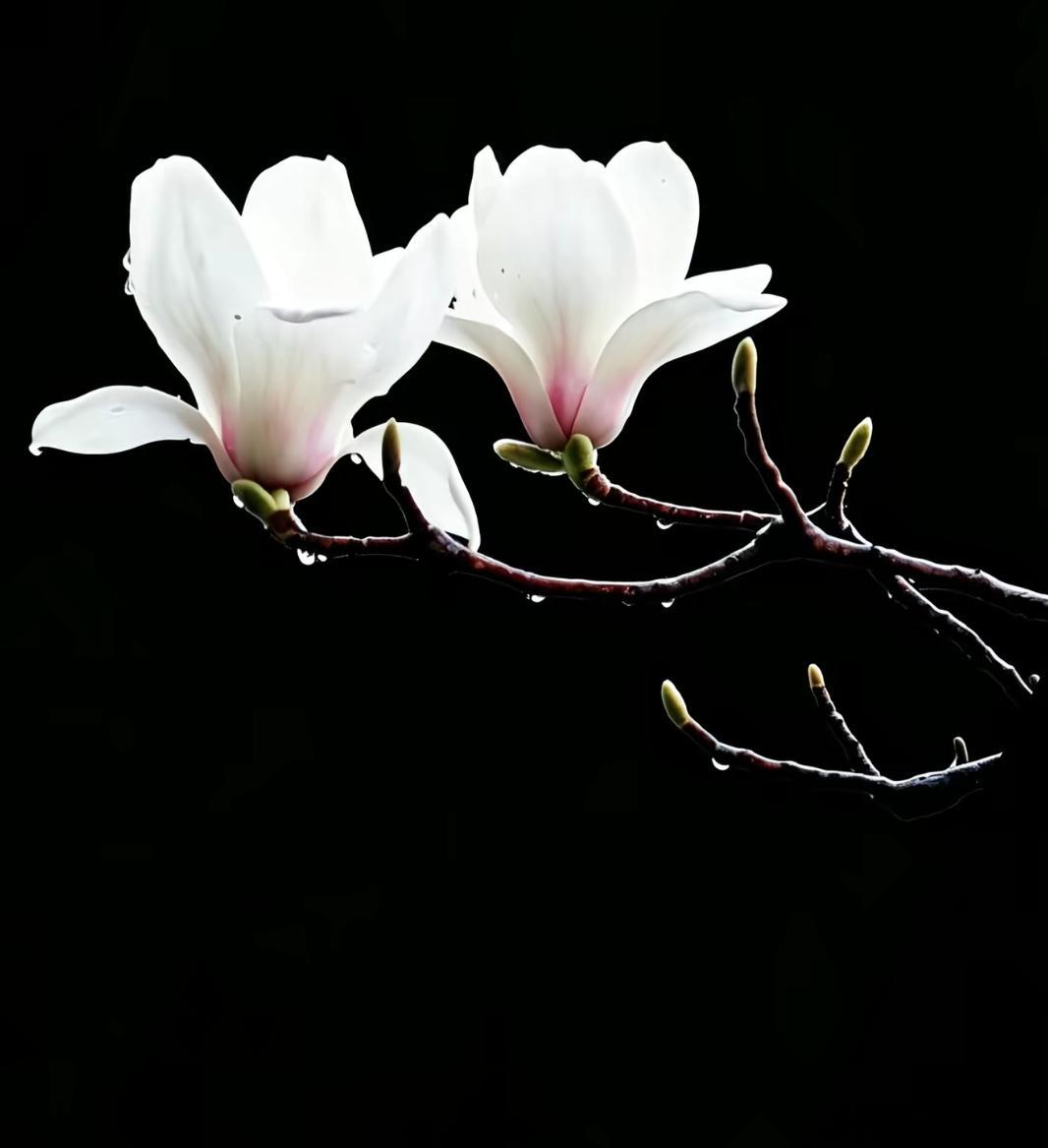 洋洋高锐·惊鸿影、吗◎每个夜都是这样幻……一江春水向……东流◎每白天都心心念怕…