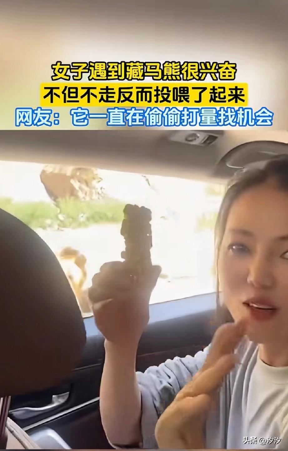 女子和朋友驾车在西藏游玩，
居然碰到了藏马熊，
关键这女子还不怕，
还在拍视频炫