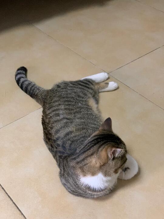 背对着我的肥猫
