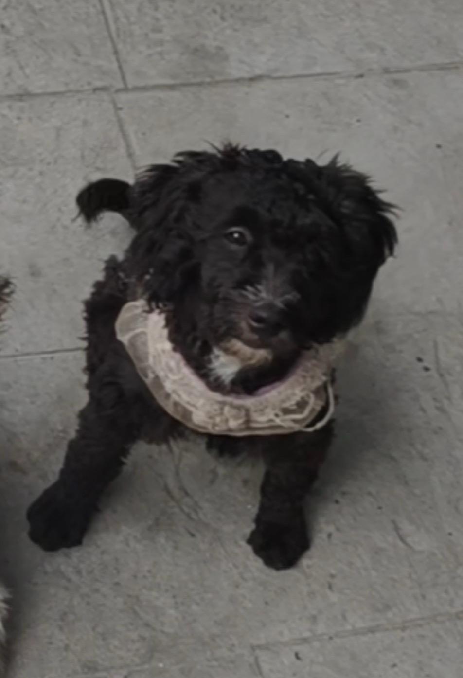 黑色小泰迪于8月11日在镇江丹阳西下琴路段丢失，名叫小东西，屁股有白斑...