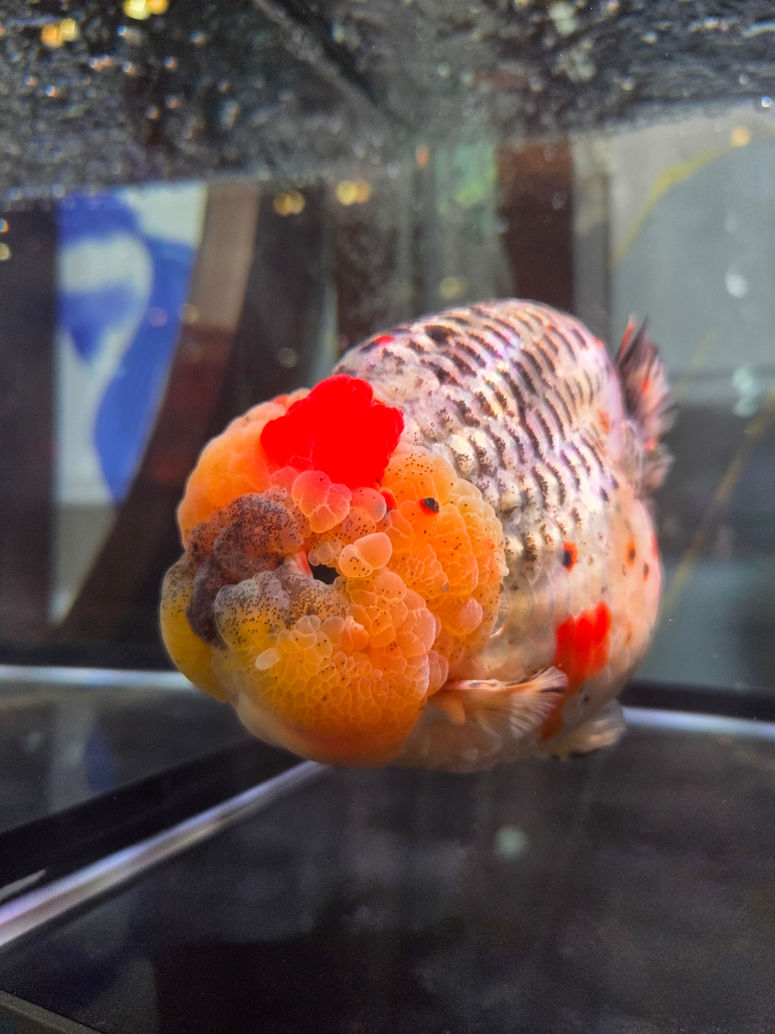 奇妙生物圈金鱼原产于中国，是鲫鱼的人工选育品种，已有千年历史。它们体态丰满，色彩