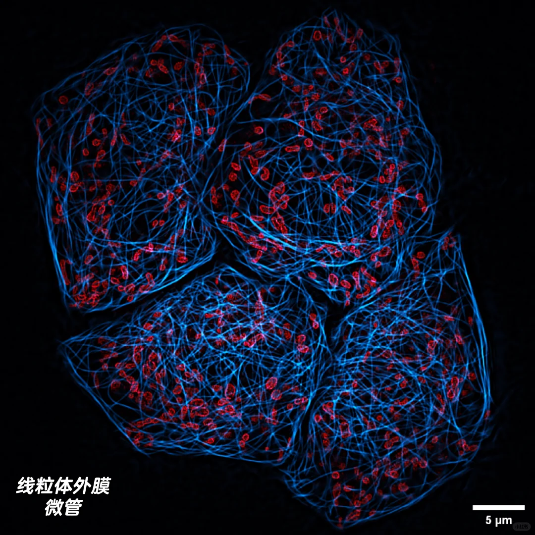 线粒体外膜+微管Tubulin，双色超分辨成像！