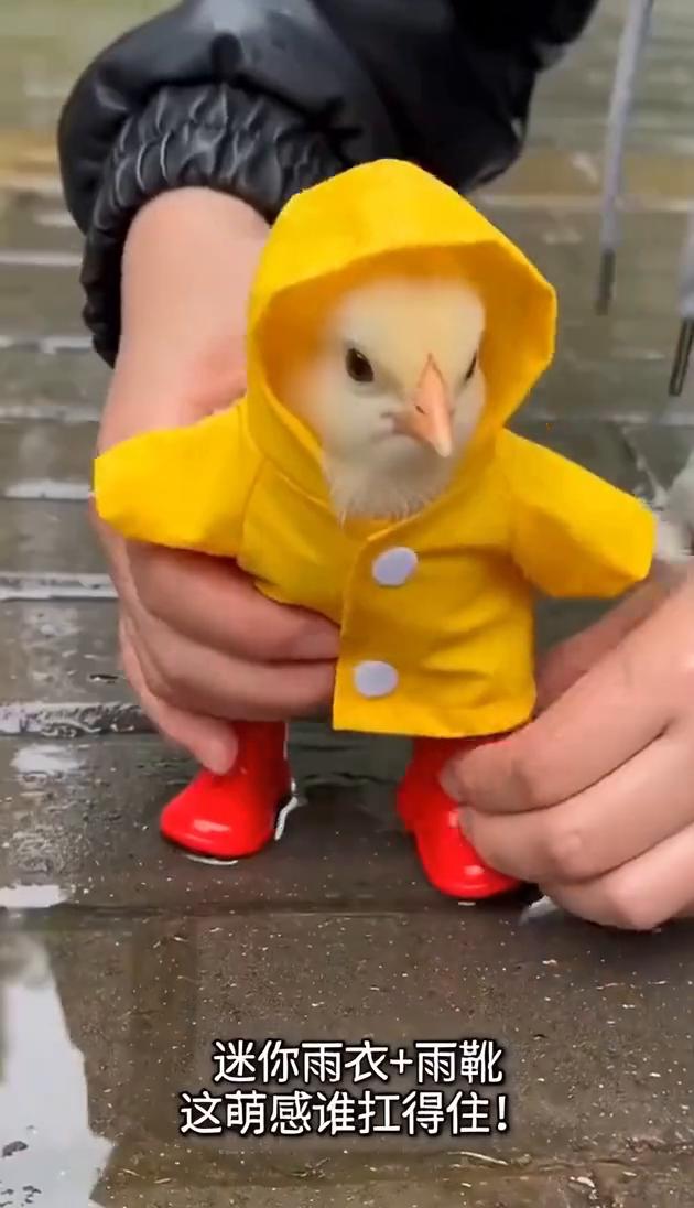 给小鸡的雨天"战炮"，安排！迷你雨衣+雨靴，这萌感谁扛得住！彩虹鸡队，雨天C位出