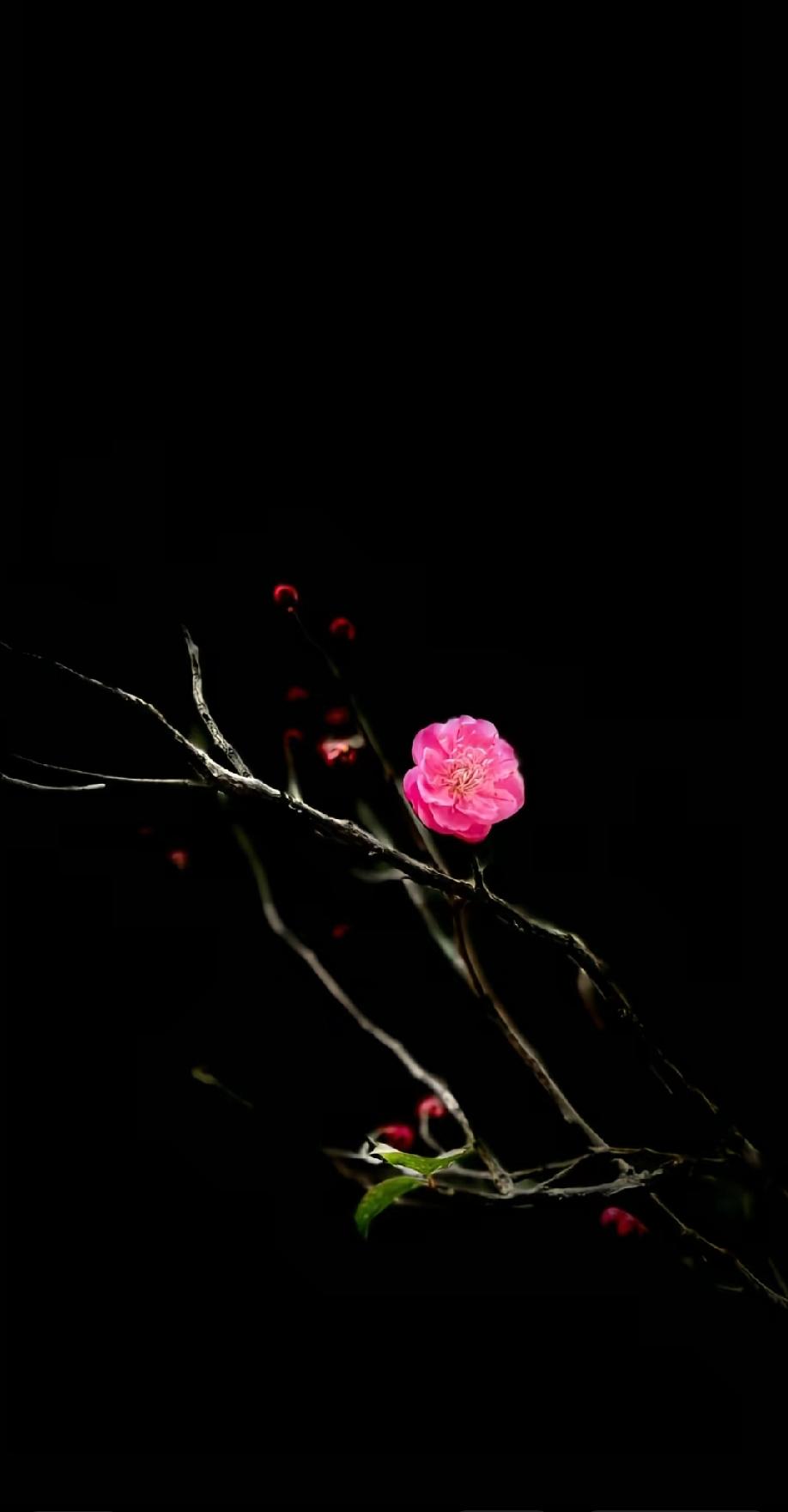 《卜算子.寒梅》
任那西风吹，任那严霜淬。
任那琼花恣意飞，任那冰凌泪。
眉眼似