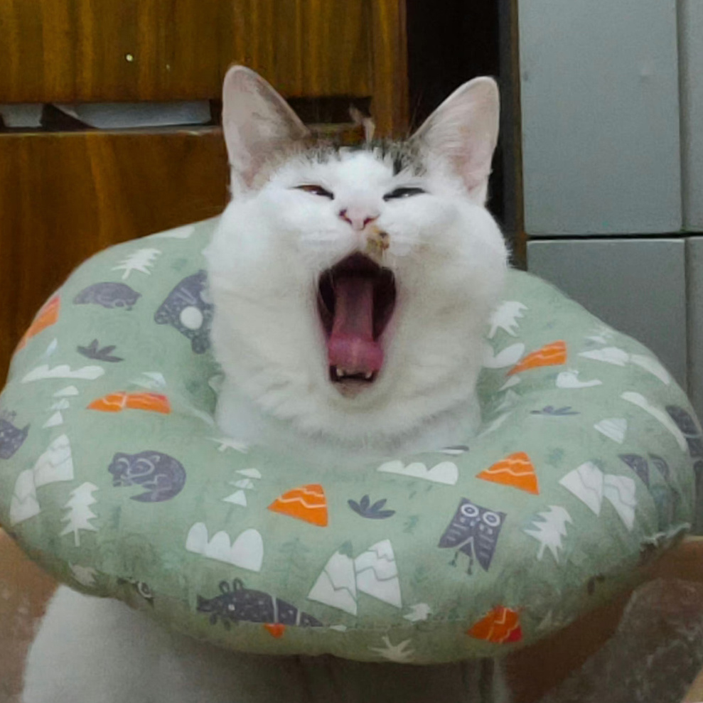 #与全世界分享我的猫# 今天是我群里的小姐妹的猫，也算看着长大的一一和芽芽[哇]