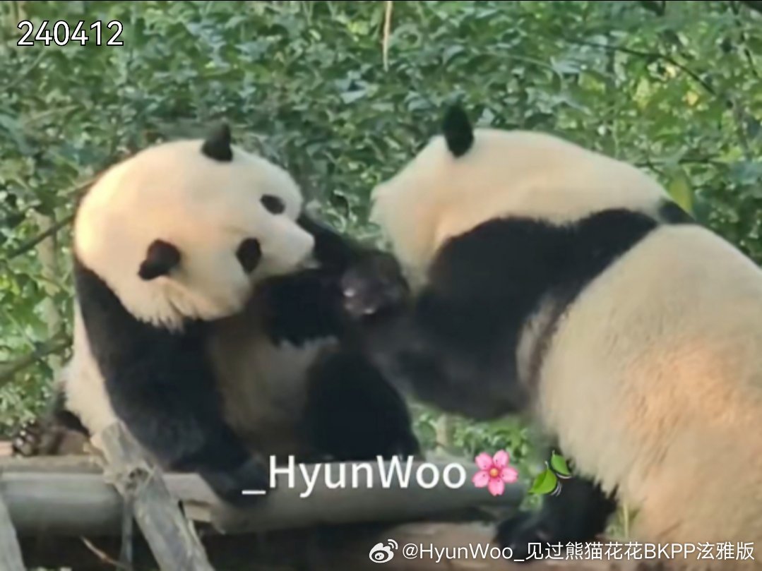 从22年开始认识花花，后面又认识了她的妹妹和叶，两姐妹给我们带来太多美好的时光，
