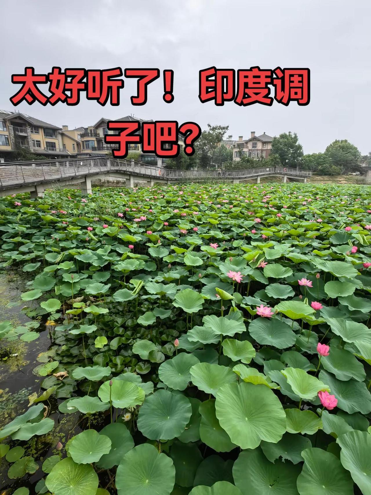 这个曲子太好听了！不知道是啥神曲？遛狗退休健康美食自己做