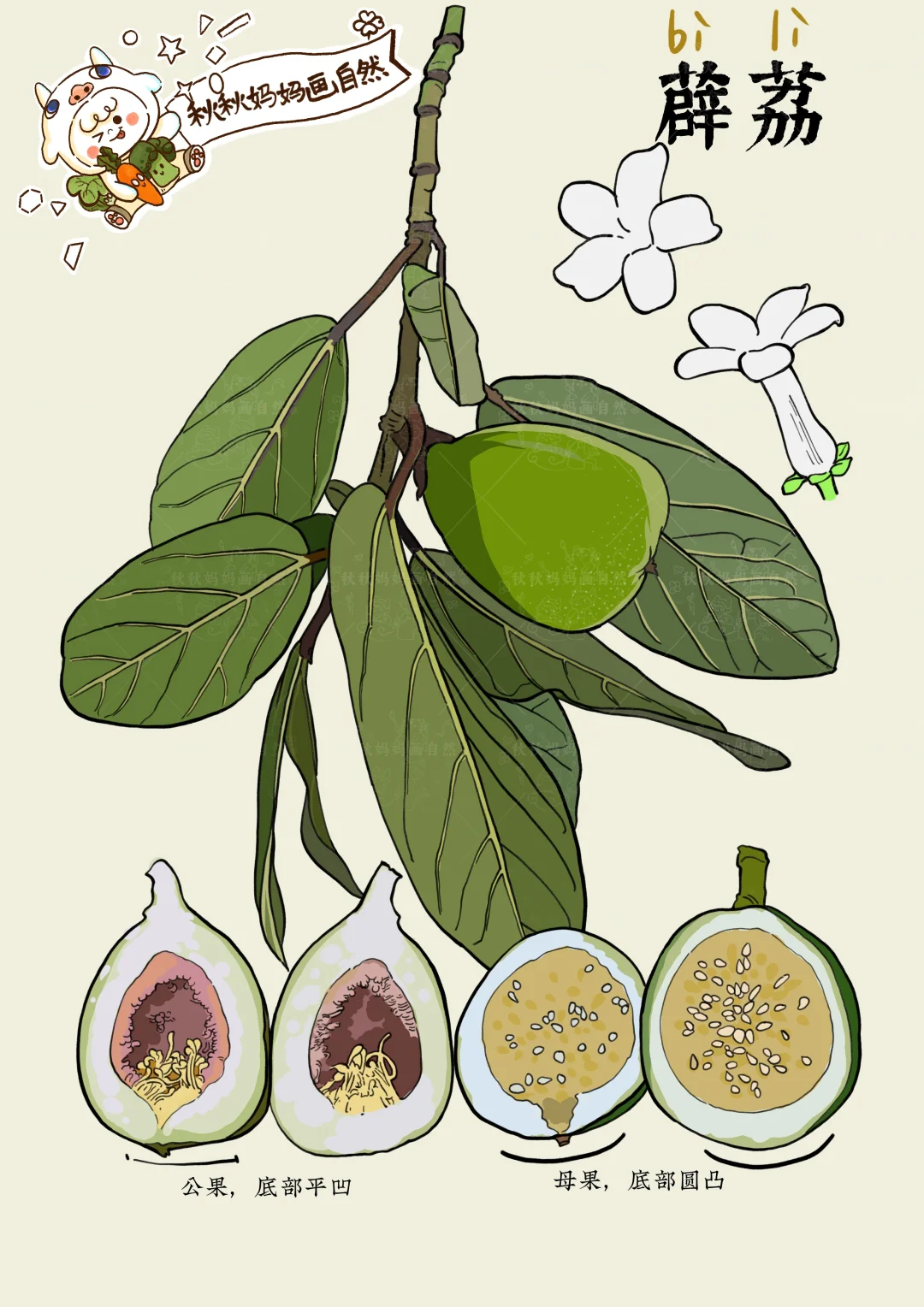 画给孩子的植物科普｜薛荔，凉粉果
