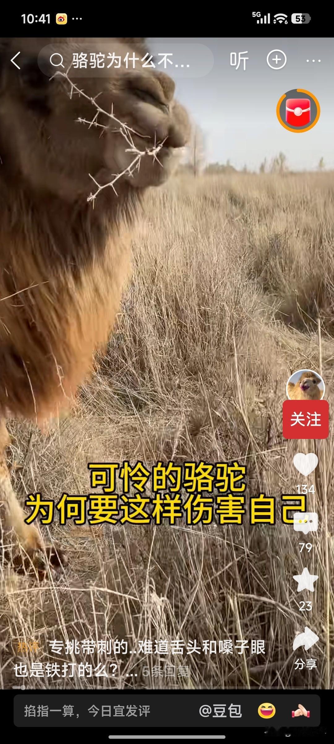 骆驼刺，骆驼吃。
骆驼吃了骆驼刺，
骆驼天生不怕刺？

当我们身处艰难的环境时，