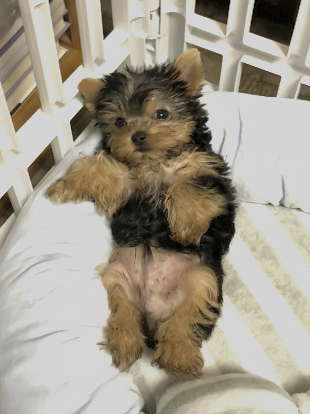 摔倒了！要姨姨亲亲才能起来🐶