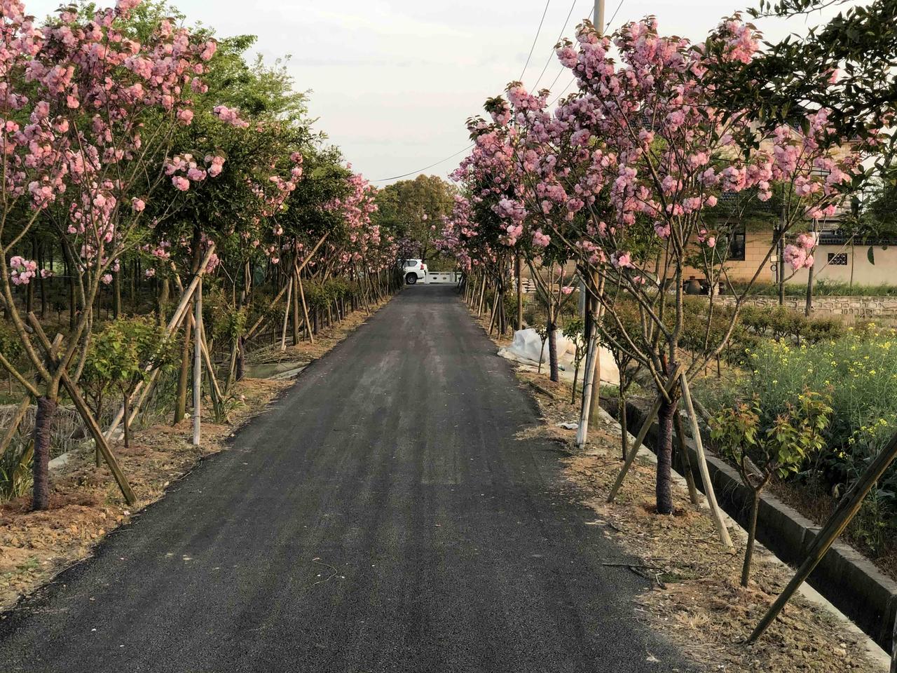 我家的樱花大道，春日里的浪漫

又到了樱花盛开的时节，我家种的是晚樱，恰逢清明节