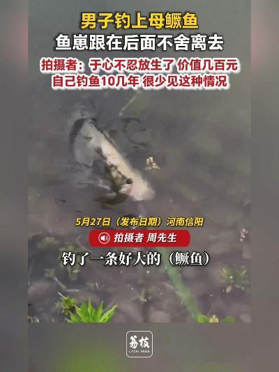 奇了！钓上大鳜鱼，一群小鱼崽死缠烂打跟着走，最后男子竟把几百块渔获放了。
 
近