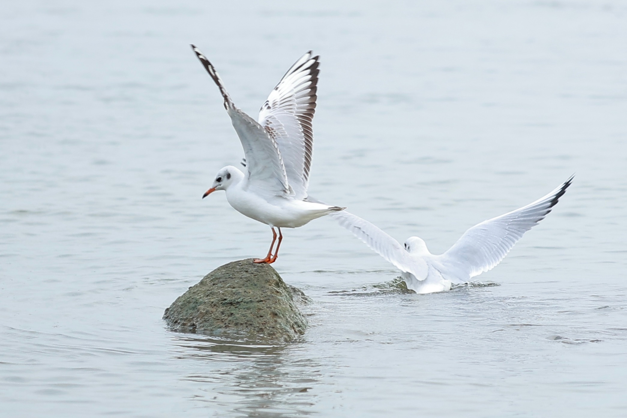 深圳湾公园候鸟观赏好去处 5 