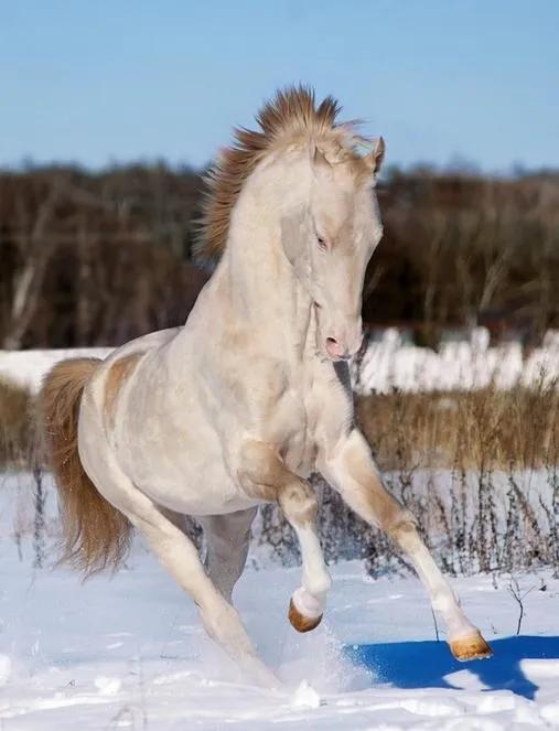 冷知识，连殉道的哈梅内伊都有86岁，伊朗这些大阿亚图拉，之所以长寿。
是因为他们