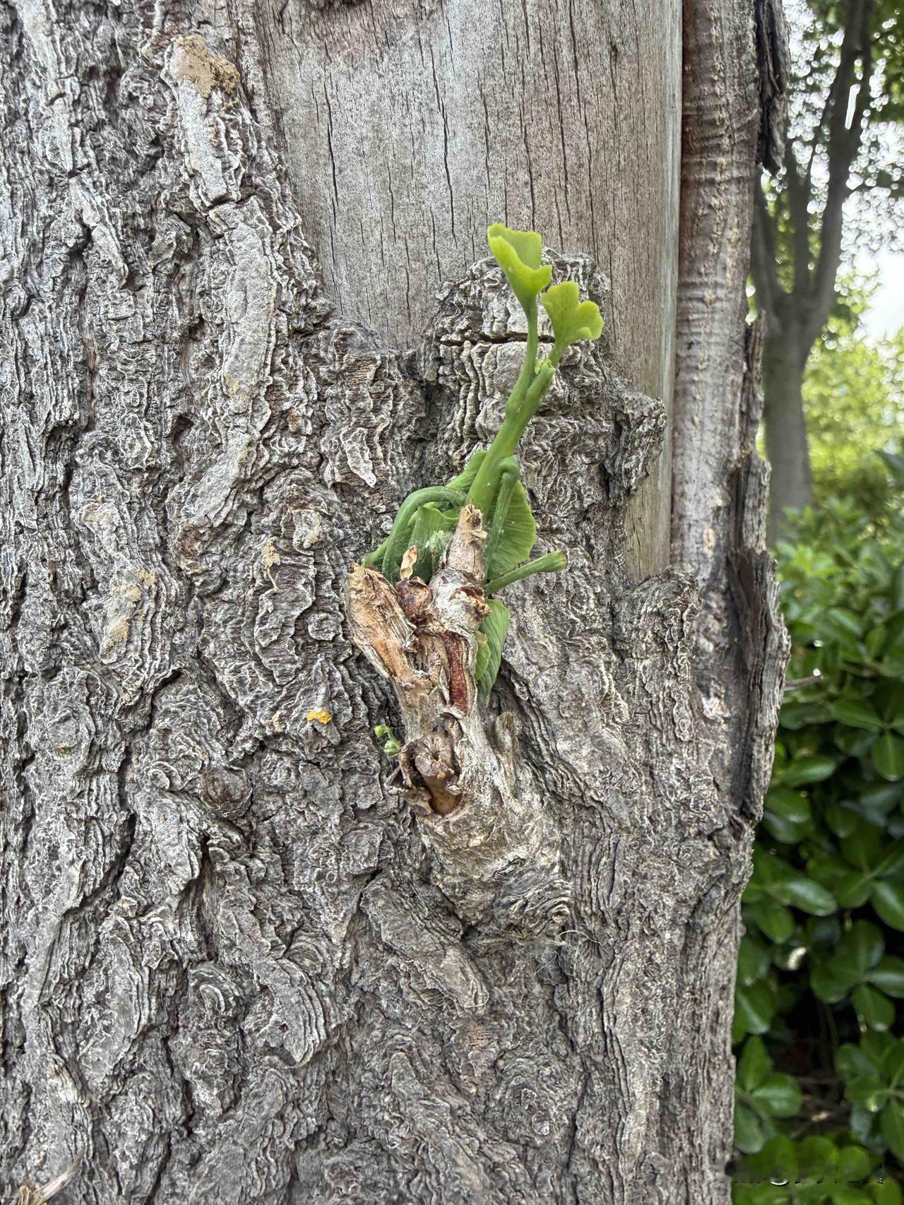 【小对联】
上：……？
下：起源。