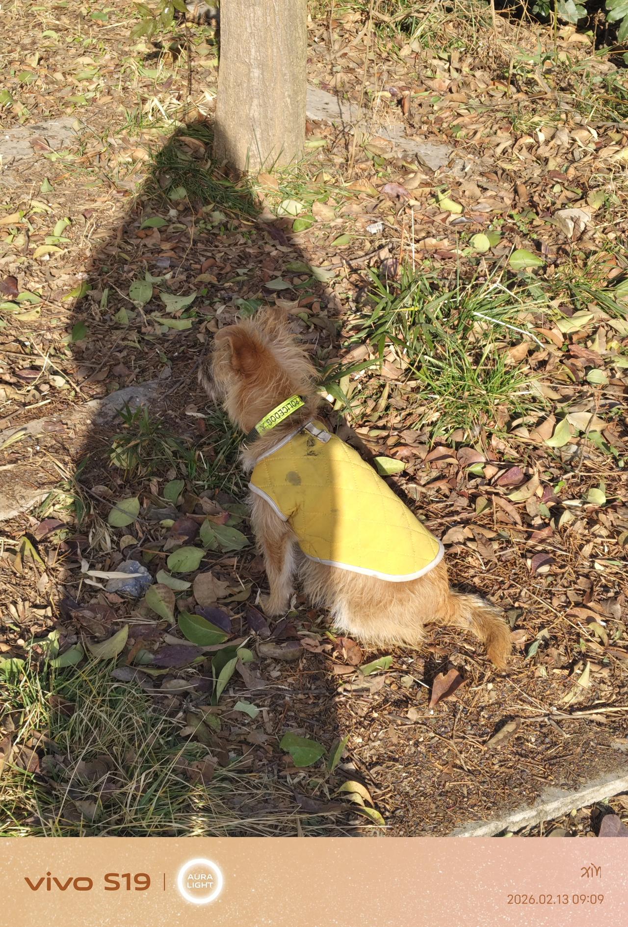 瞧这身着“金衣”的可爱萌犬，踩着落叶欢快而来，恰似瑞气满盈的吉祥之兆！

在这马